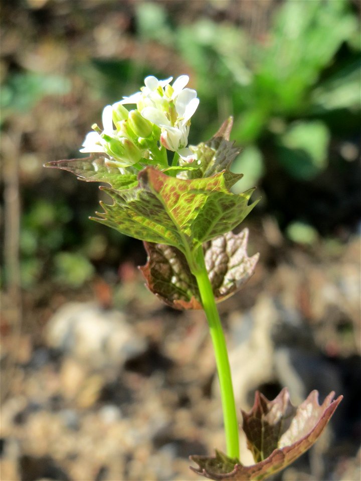 Knoblauchsrauke (Alliaria petiolata) auf einer Brachfläche am Messplatz in Hockenheim