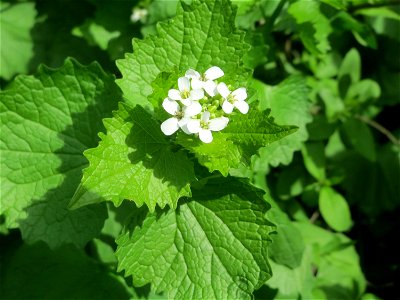 Knoblauchsrauke (Alliaria petiolata) in Hockenheim