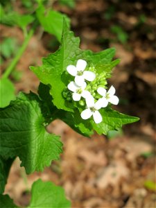 Knoblauchsrauke (Alliaria petiolata) in Hockenheim