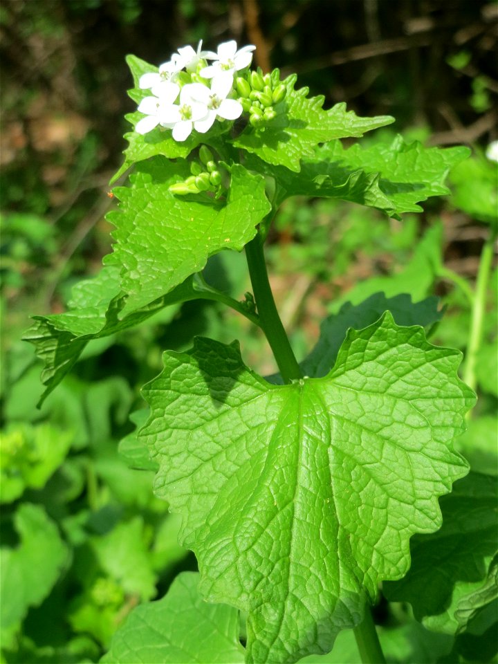 Knoblauchsrauke (Alliaria petiolata) in Hockenheim