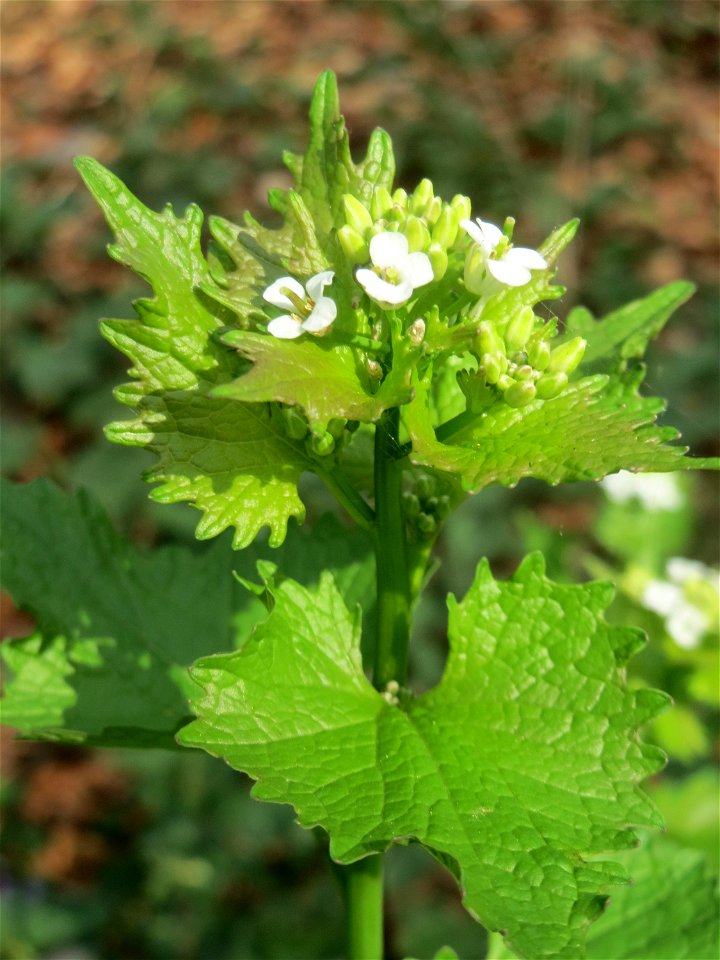 Knoblauchsrauke (Alliaria petiolata) in der Schwetzinger Hardt