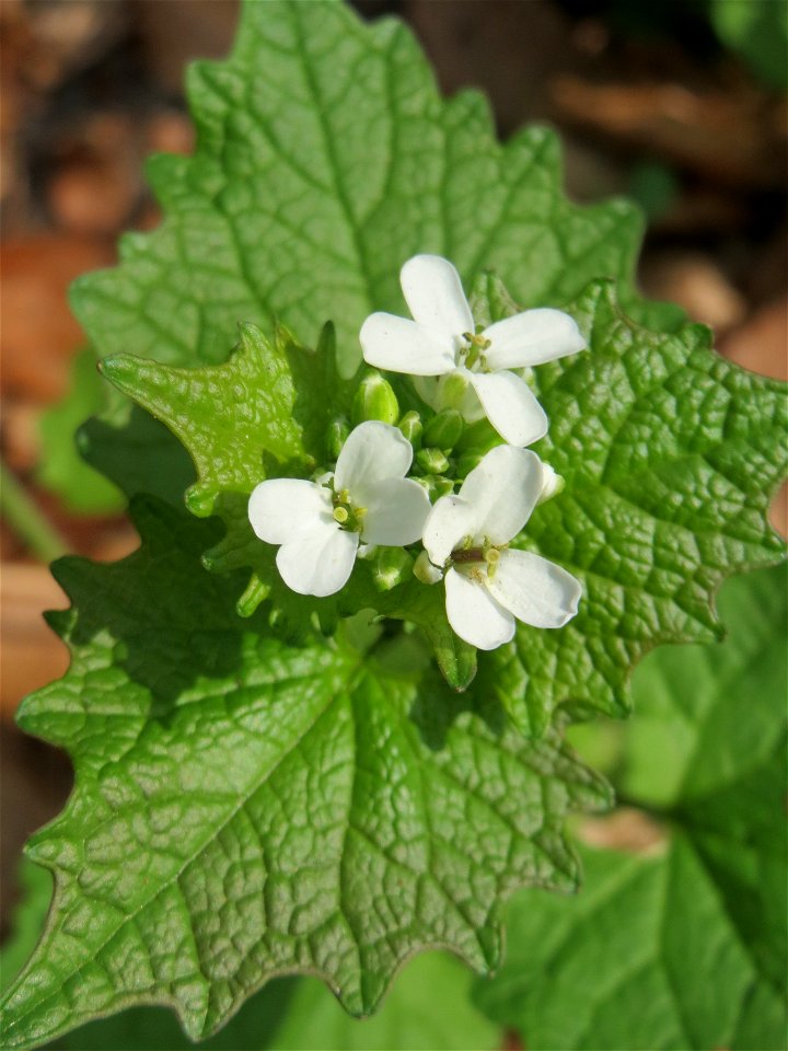 Knoblauchsrauke (Alliaria petiolata) in der Schwetzinger Hardt