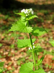 Knoblauchsrauke (Alliaria petiolata) in der Schwetzinger Hardt