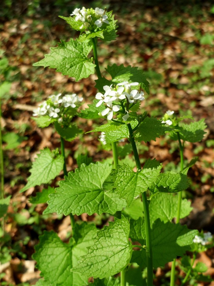Knoblauchsrauke (Alliaria petiolata) in der Schwetzinger Hardt