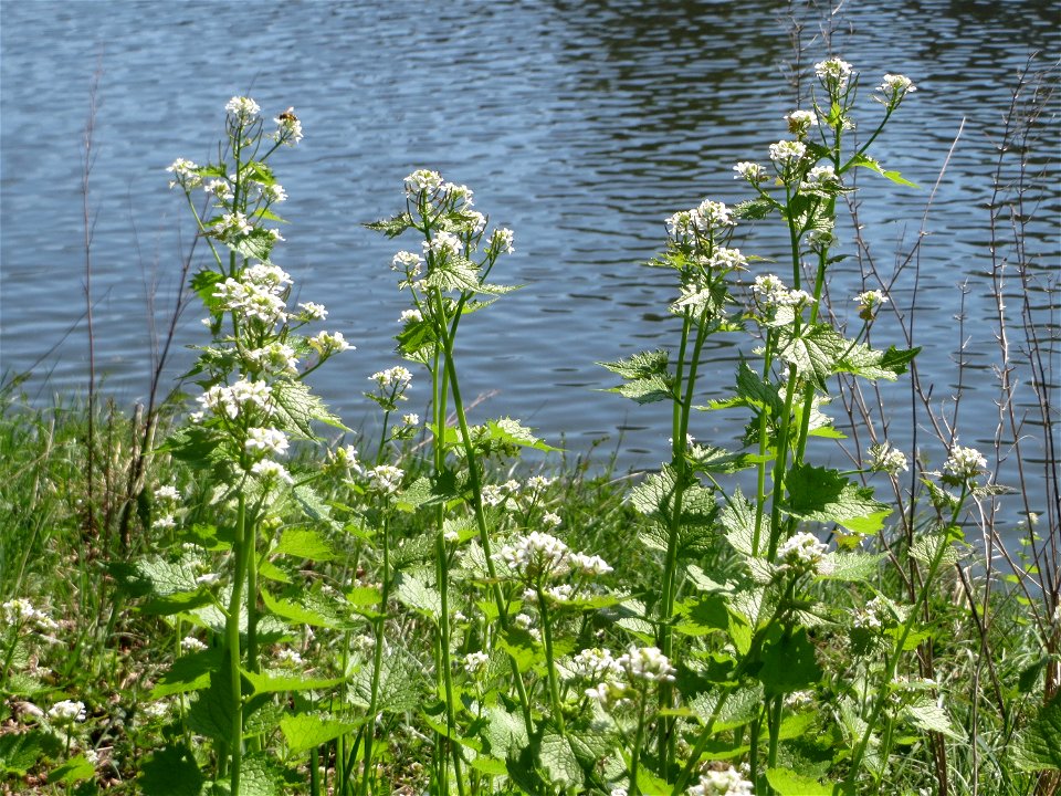 Knoblauchsrauke (Alliaria petiolata) an der Saar in Saarbrücken