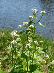 Knoblauchsrauke (Alliaria petiolata) an der Saar in Saarbrücken
