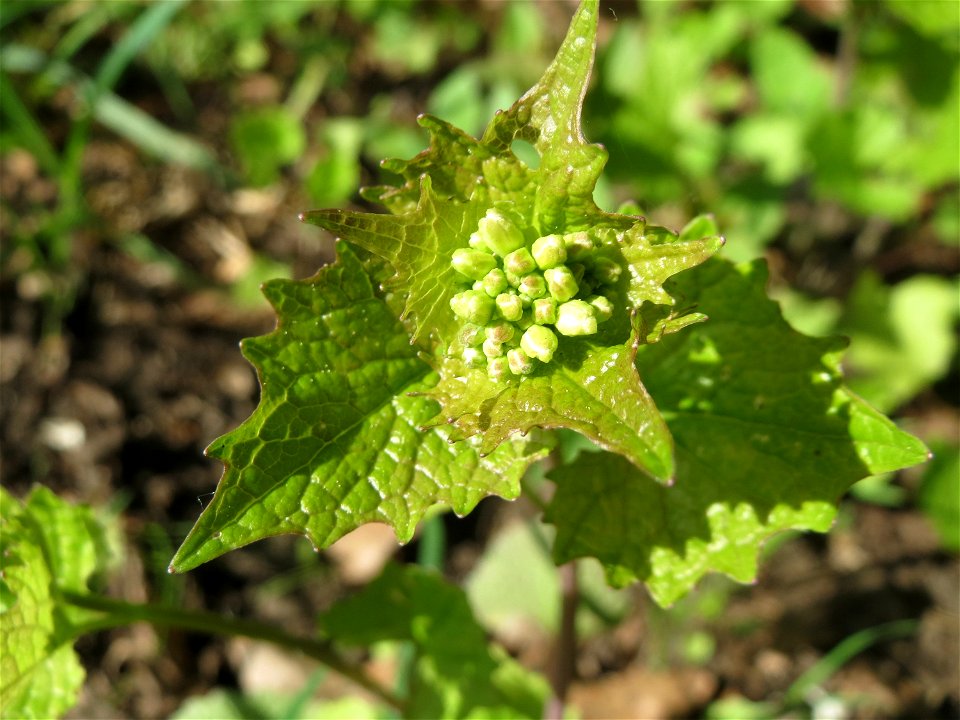 Knoblauchsrauke (Alliaria petiolata) im Almet in Sankt Arnual