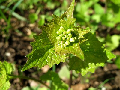 Knoblauchsrauke (Alliaria petiolata) im Almet in Sankt Arnual
