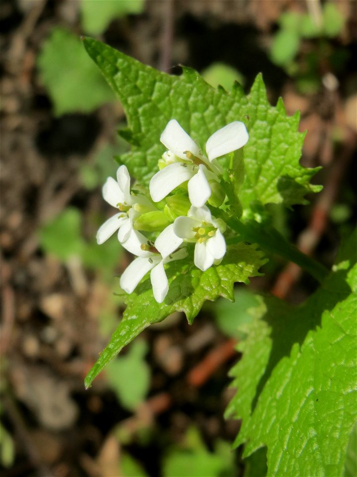 Knoblauchsrauke (Alliaria petiolata) im Almet in Sankt Arnual