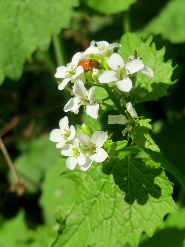 Knoblauchsrauke (Alliaria petiolata) in Saarbrücken