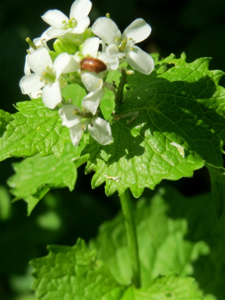 Knoblauchsrauke (Alliaria petiolata) in Saarbrücken