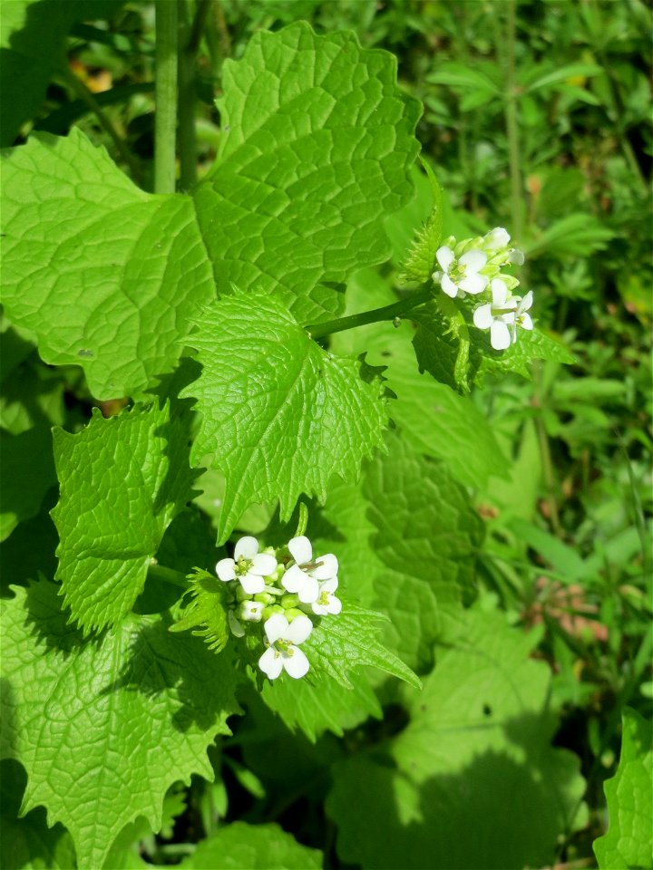 Knoblauchsrauke (Alliaria petiolata) im Hauptfriedhof Saarbrücken