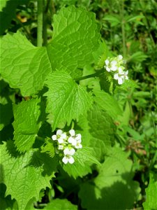 Knoblauchsrauke (Alliaria petiolata) im Hauptfriedhof Saarbrücken