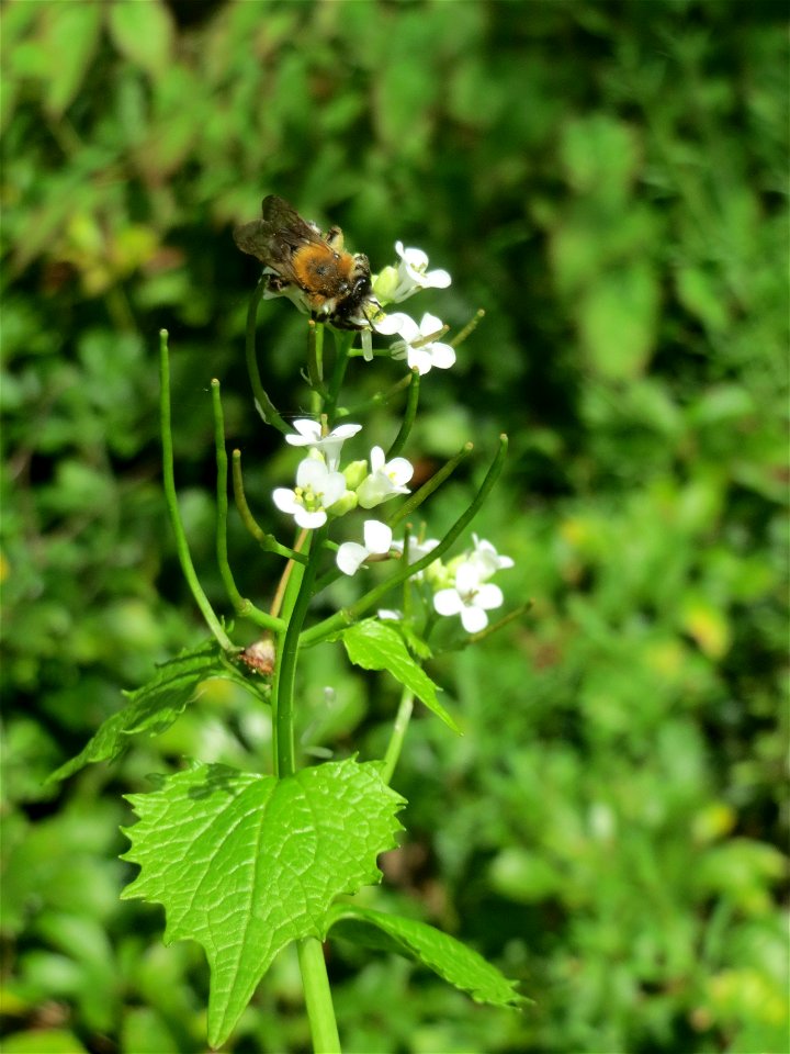 Knoblauchsrauke (Alliaria petiolata) im Hauptfriedhof Saarbrücken