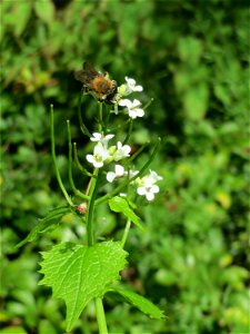 Knoblauchsrauke (Alliaria petiolata) im Hauptfriedhof Saarbrücken photo