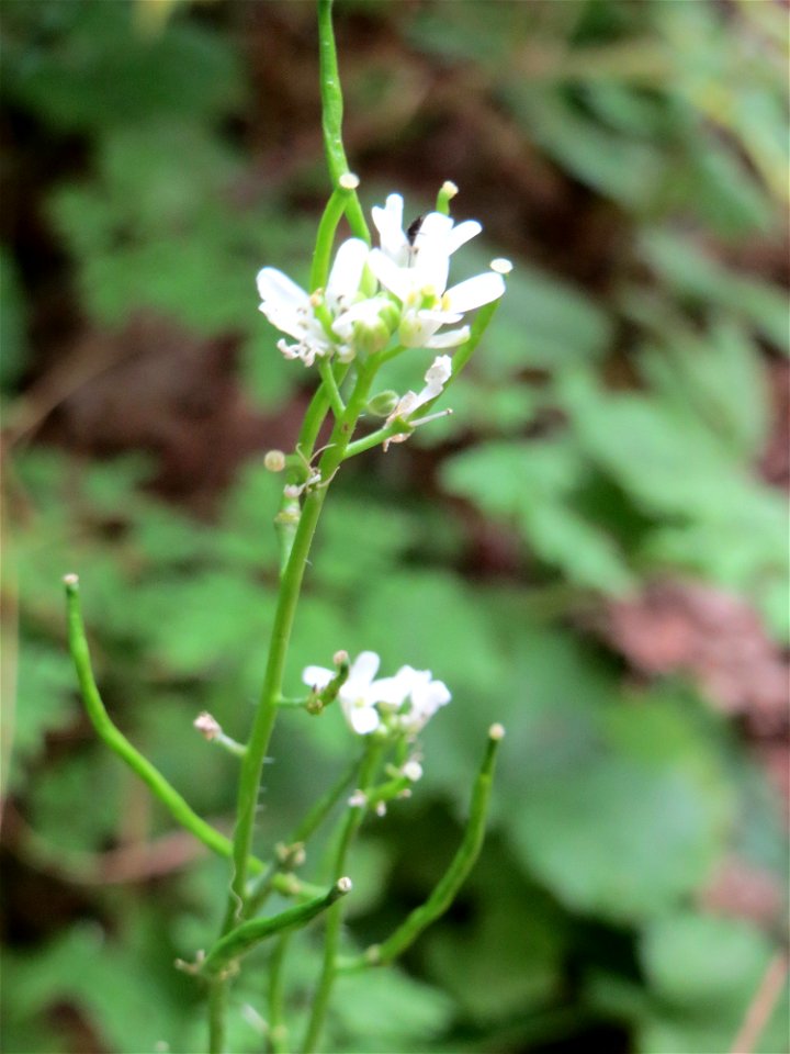 Knoblauchsrauke (Alliaria petiolata) im Stiftswald Sankt Arnual - so spät habe ich sie bisher noch nie blühend gesehen