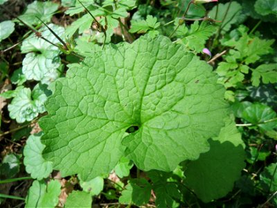 Grundblatt der Knoblauchsrauke (Alliaria petiolata) in der Schwetzinger Hardt photo