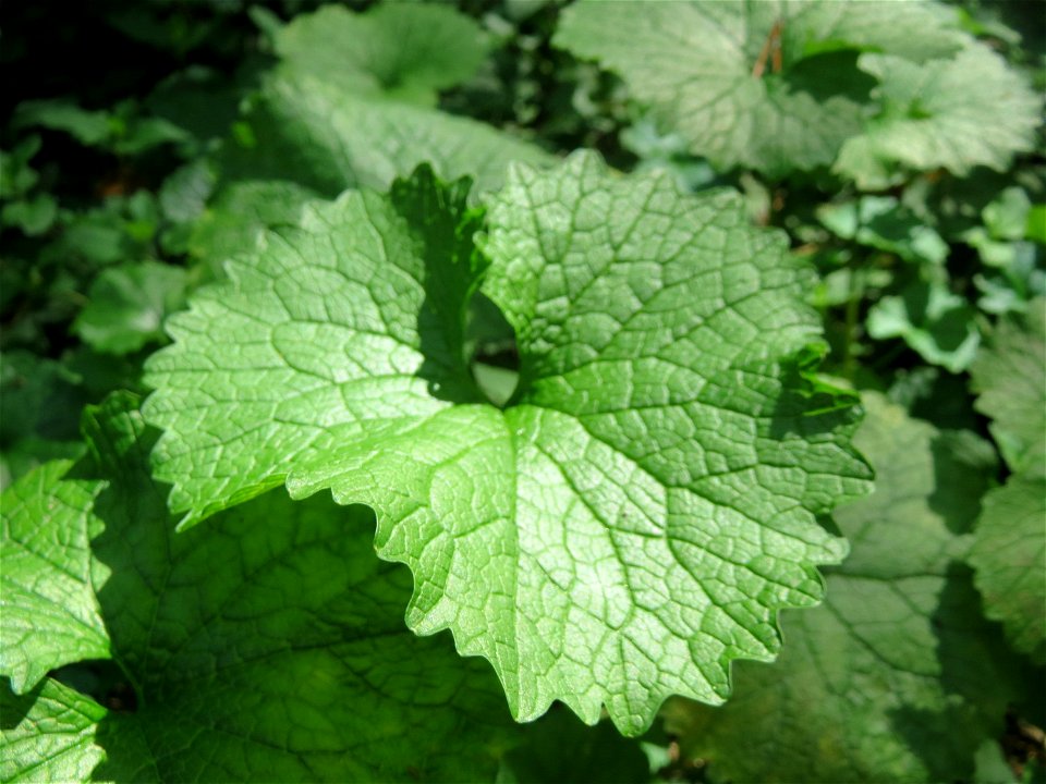 Grundblatt der Knoblauchsrauke (Alliaria petiolata) in der Schwetzinger Hardt