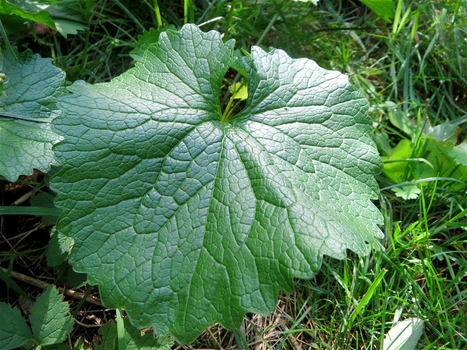 Grundblatt der Knoblauchsrauke (Alliaria petiolata) in der Schwetzinger Hardt