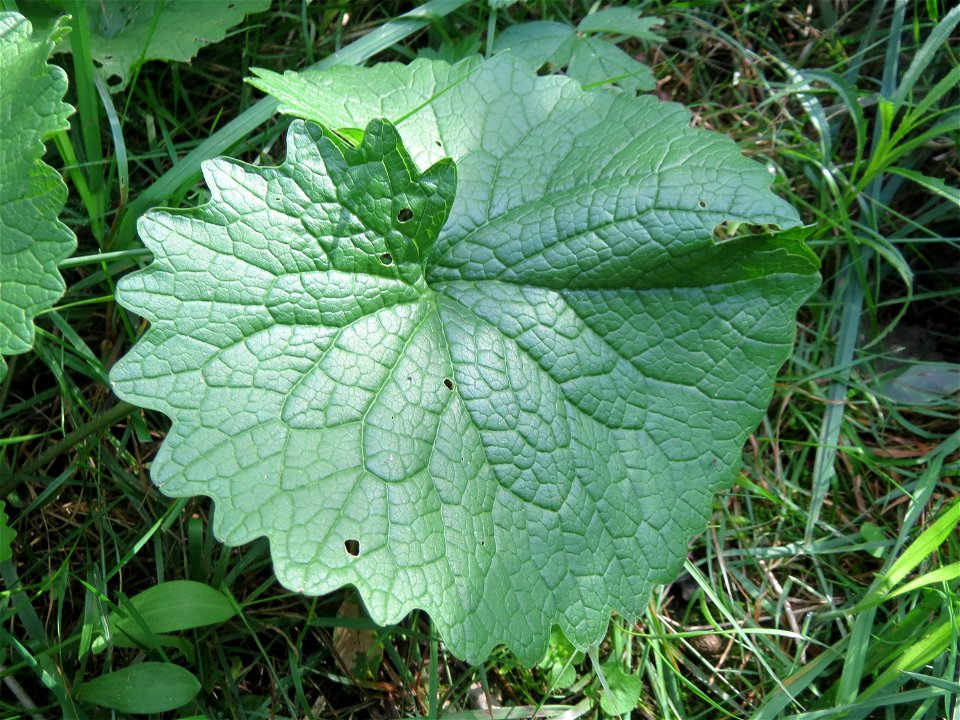 Grundblatt der Knoblauchsrauke (Alliaria petiolata) in der Schwetzinger Hardt