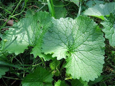Grundblätter der Knoblauchsrauke (Alliaria petiolata) in der Schwetzinger Hardt