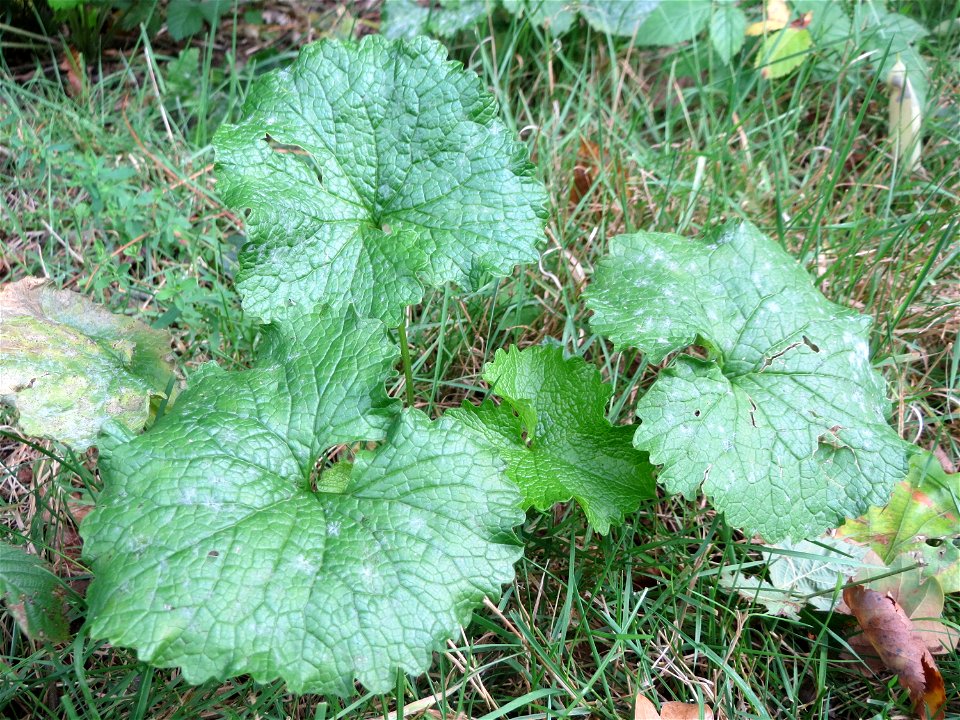 Grundblätter der Knoblauchsrauke (Alliaria petiolata)_ in der Schwetzinger Hardt