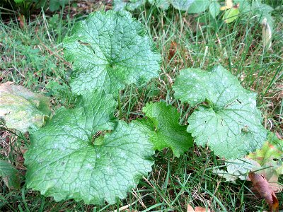 Grundblätter der Knoblauchsrauke (Alliaria petiolata)_ in der Schwetzinger Hardt photo