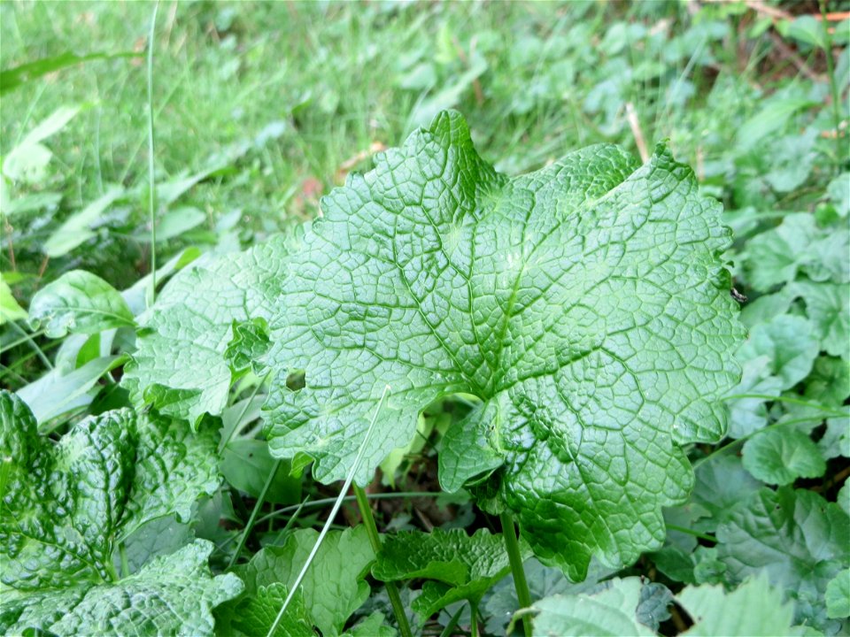 Grundblätter der Knoblauchsrauke (Alliaria petiolata)_ in der Schwetzinger Hardt