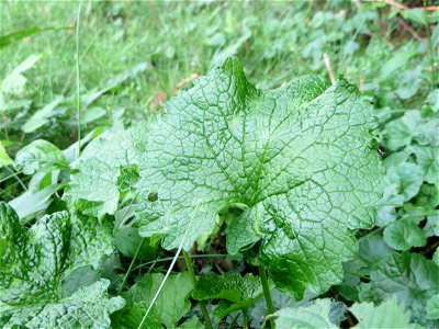 Grundblätter der Knoblauchsrauke (Alliaria petiolata)_ in der Schwetzinger Hardt
