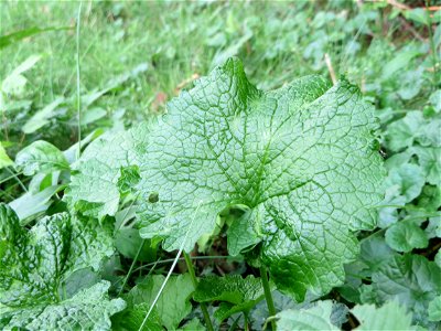 Grundblätter der Knoblauchsrauke (Alliaria petiolata)_ in der Schwetzinger Hardt photo