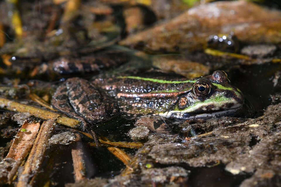 Animal world animal swamp