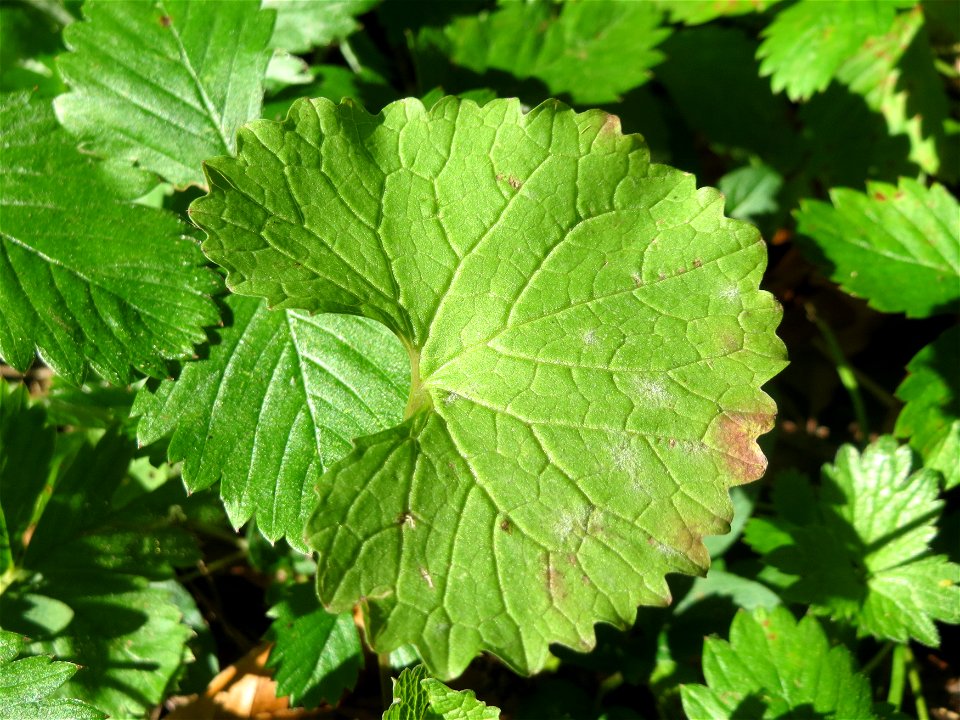 Grundblätter der Knoblauchsrauke (Alliaria petiolata) in der Schwetzinger Hardt