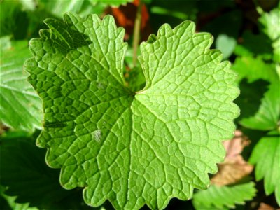 Grundblatt der Knoblauchsrauke (Alliaria petiolata) in der Schwetzinger Hardt