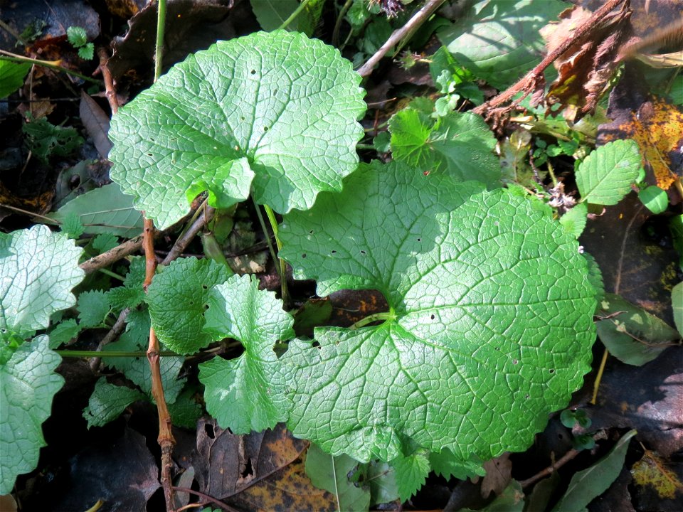 Grundblätter der Knoblauchsrauke (Alliaria petiolata) im Landschaftsschutzgebiet „Drahtzugweiher und das Habsterwiesental“ in Alt-Saarbrücken