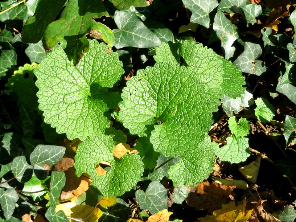 Grundblätter der Knoblauchsrauke (Alliaria petiolata) in der ehem. Bismarckanlage in Sankt Arnual