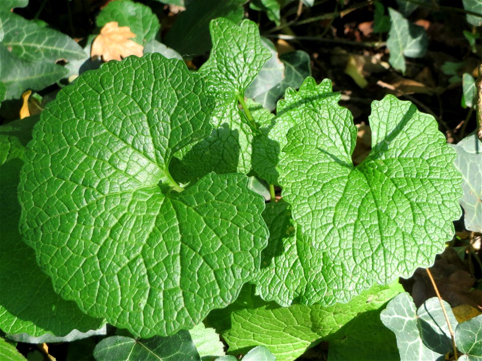Grundblätter der Knoblauchsrauke (Alliaria petiolata) in der ehem. Bismarckanlage in Sankt Arnual