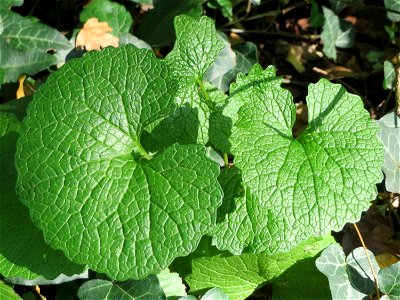 Grundblätter der Knoblauchsrauke (Alliaria petiolata) in der ehem. Bismarckanlage in Sankt Arnual photo