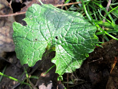 Grundblatt der Knoblauchsrauke (Alliaria petiolata) in der ehem. Bismarckanlage in Sankt Arnual