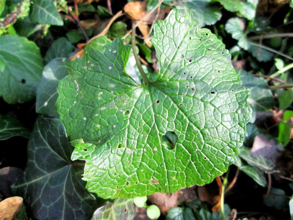 Grundblatt der Knoblauchsrauke (Alliaria petiolata) in der ehem. Bismarckanlage in Sankt Arnual