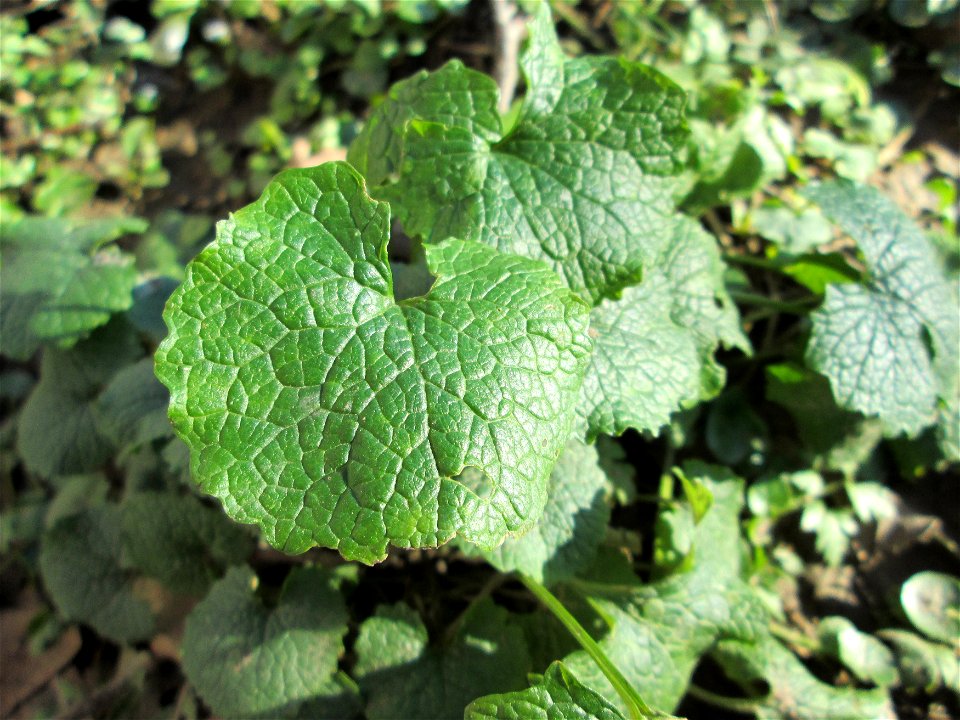 Grundblätter der Knoblauchsrauke (Alliaria petiolata) an der Saar in Saarbrücken