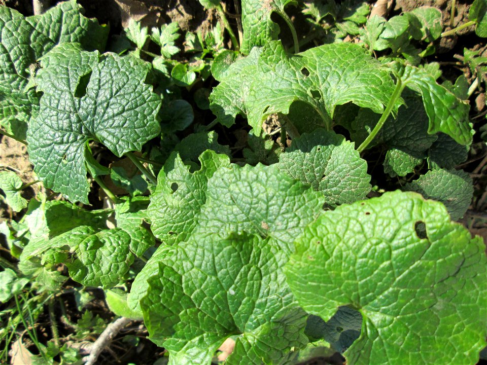 Grundblätter der Knoblauchsrauke (Alliaria petiolata) an der Saar in Saarbrücken