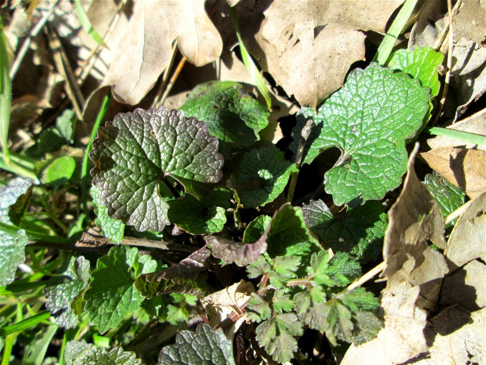 Grundblätter der Knoblauchsrauke (Alliaria petiolata) im Naturschutzgebiet „St. Arnualer Wiesen“