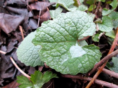 Grundblätter der Knoblauchsrauke (Alliaria petiolata) im Naturschutzgebiet „Ketscher Rheininsel“