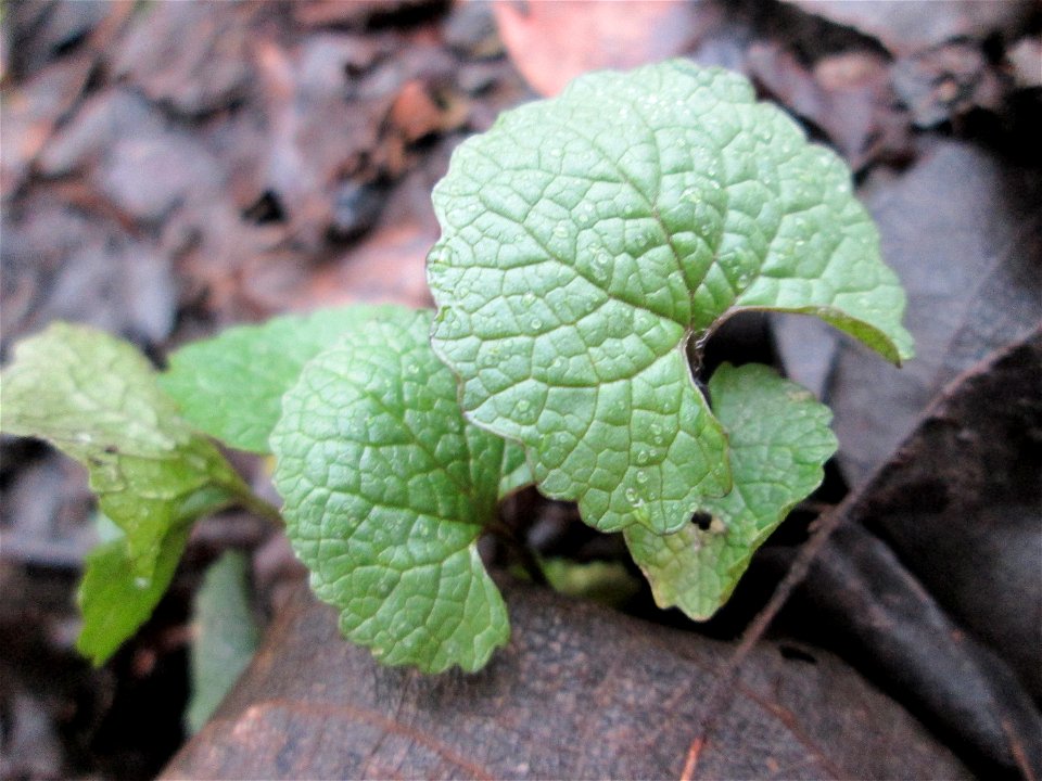 Grundblätter der Knoblauchsrauke (Alliaria petiolata) im Naturschutzgebiet „Ketscher Rheininsel“