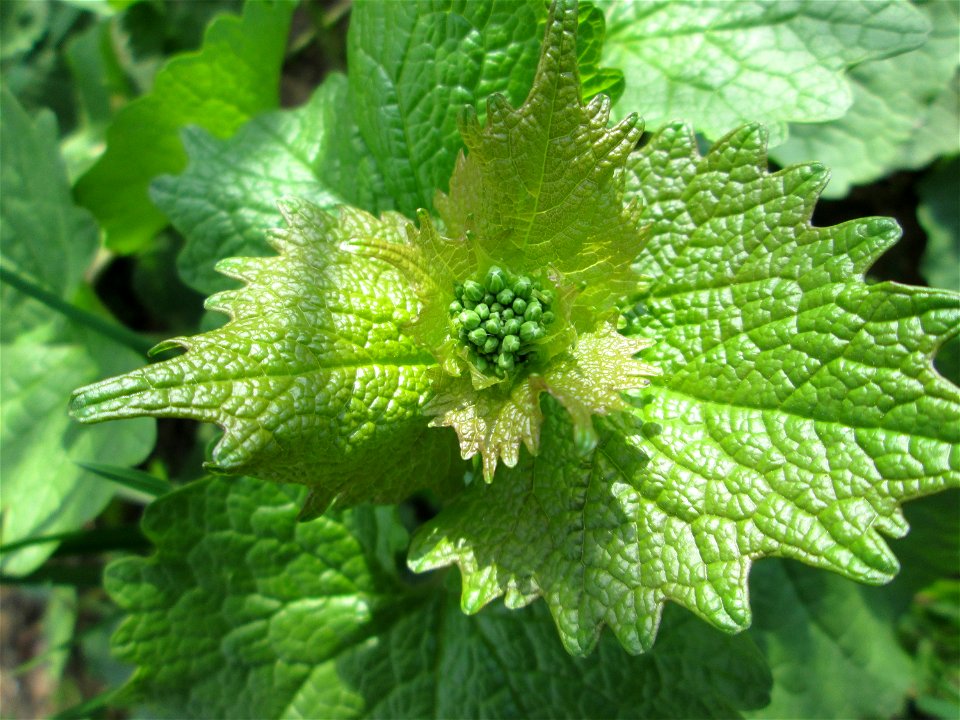 Knoblauchsrauke (Alliaria petiolata) an der Saar in Saarbrücken