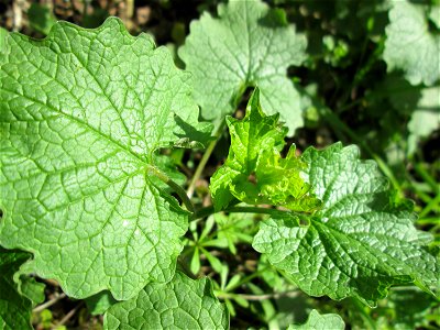 Knoblauchsrauke (Alliaria petiolata) im Deutschmühlental in Alt-Saarbrücken