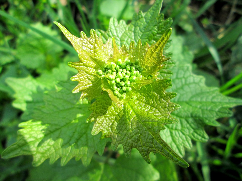 Knoblauchsrauke (Alliaria petiolata) an der Saar in Saarbrücken