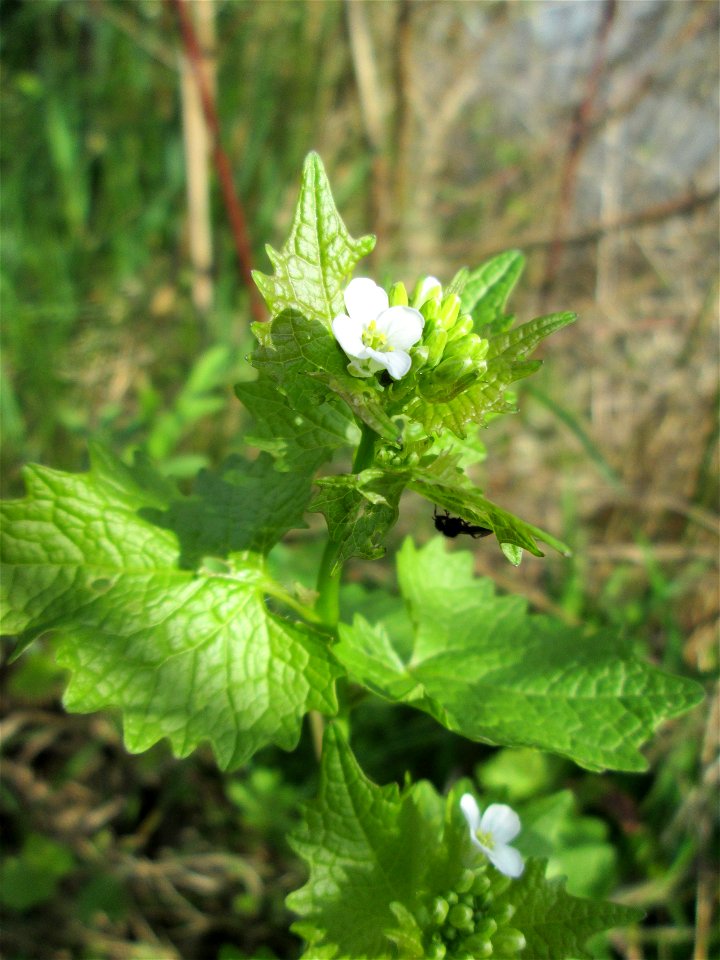 Knoblauchsrauke (Alliaria petiolata) an der Saar in Saarbrücken