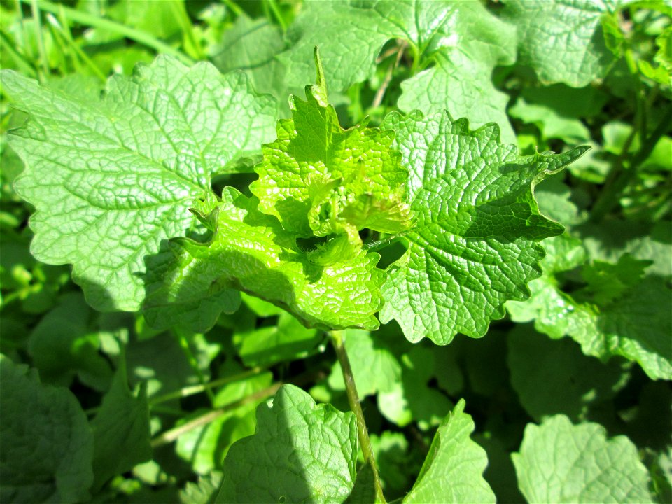 Knoblauchsrauke (Alliaria petiolata) im Deutschmühlental in Alt-Saarbrücken