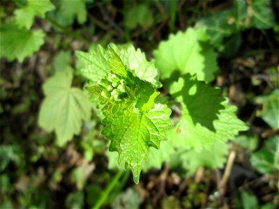 Knoblauchsrauke (Alliaria petiolata) im oberen Deutschmühlental im Landschaftsschutzgebiet „Drahtzugweiher und das Habsterwiesental“ in Alt-Saarbrücken